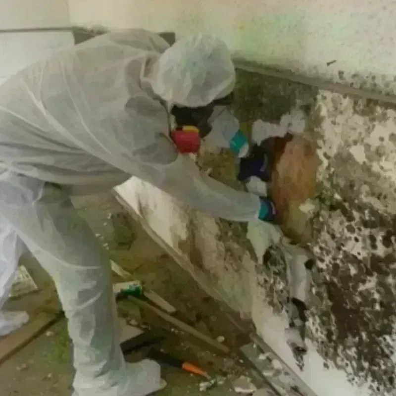 Mold Remediation and Removal in Rice, MN